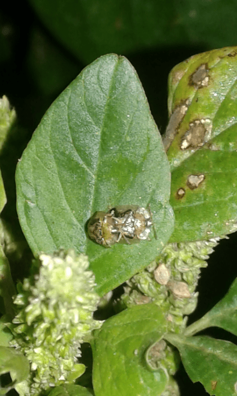 Chrysomelidae: Cassida sp.: S, Cassida piperata, specie aliena